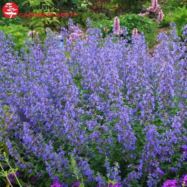 Основное изображение товара