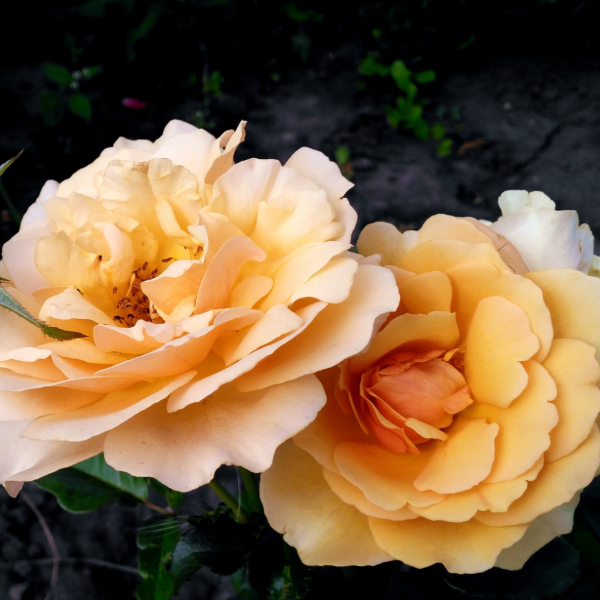 Основное изображение товара