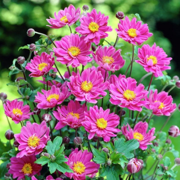 Основное изображение товара