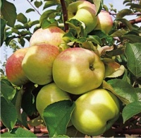 18 сентября ожидается очередная партия плодовых деревьев и кустарников