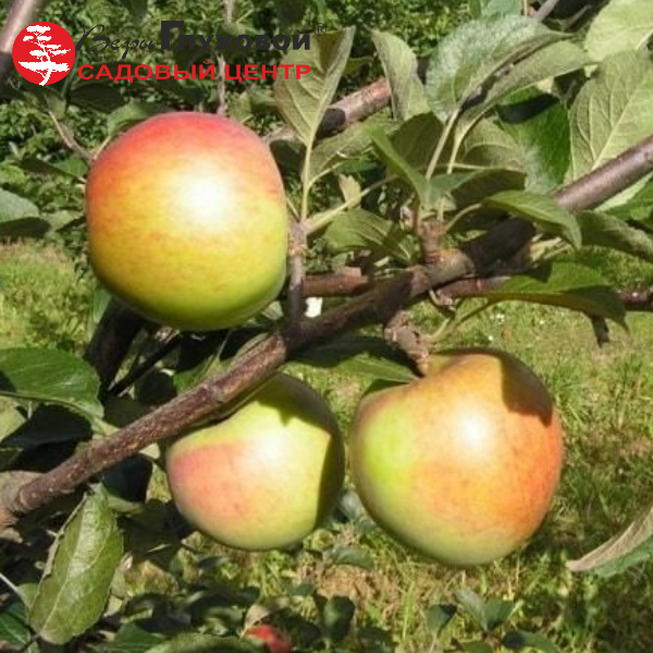 Основное изображение товара