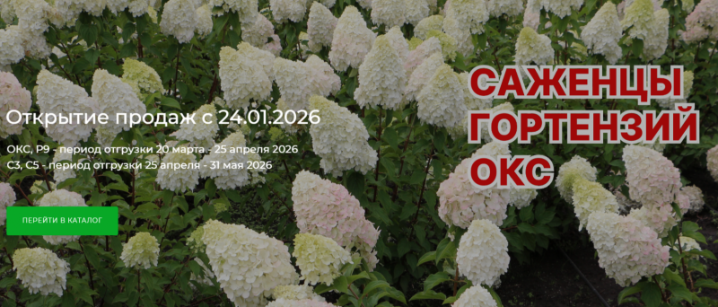 Открытие интернет-магазина Гортензия.Шоп