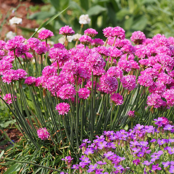Основное изображение товара