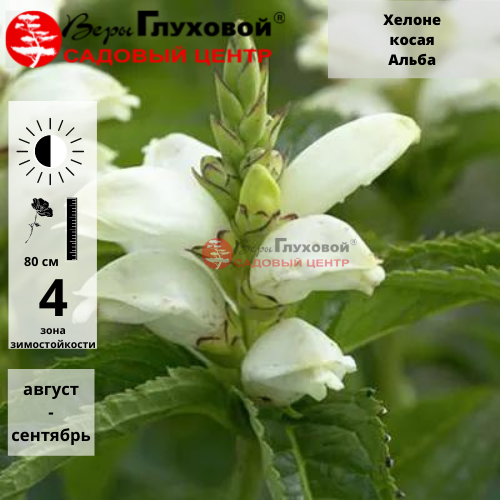 Основное изображение товара