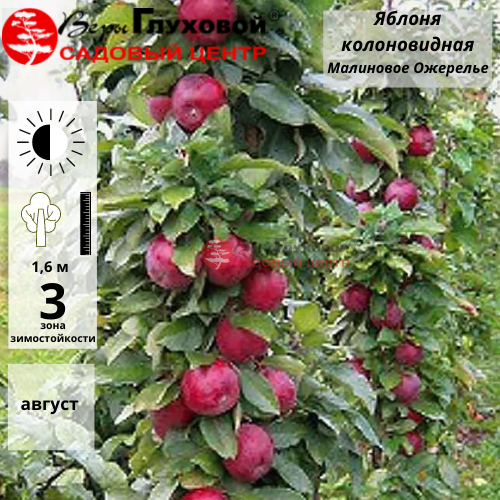 Основное изображение товара