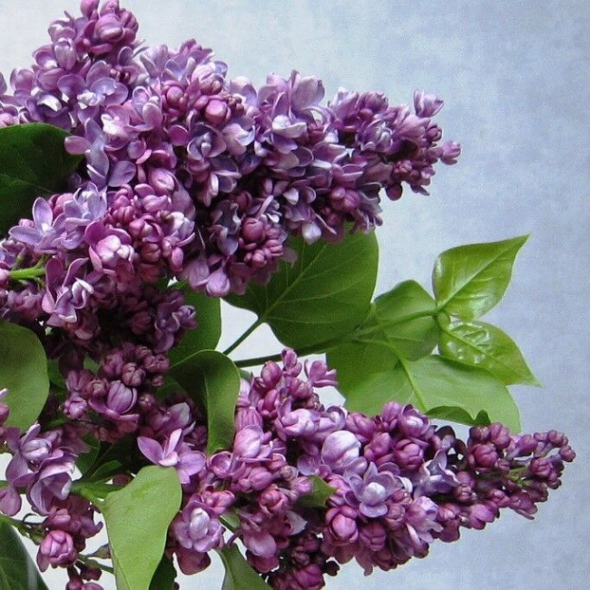 Основное изображение товара