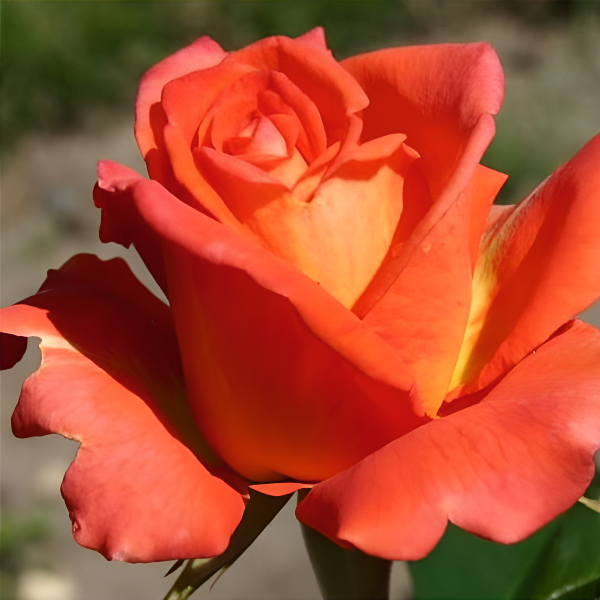 Основное изображение товара