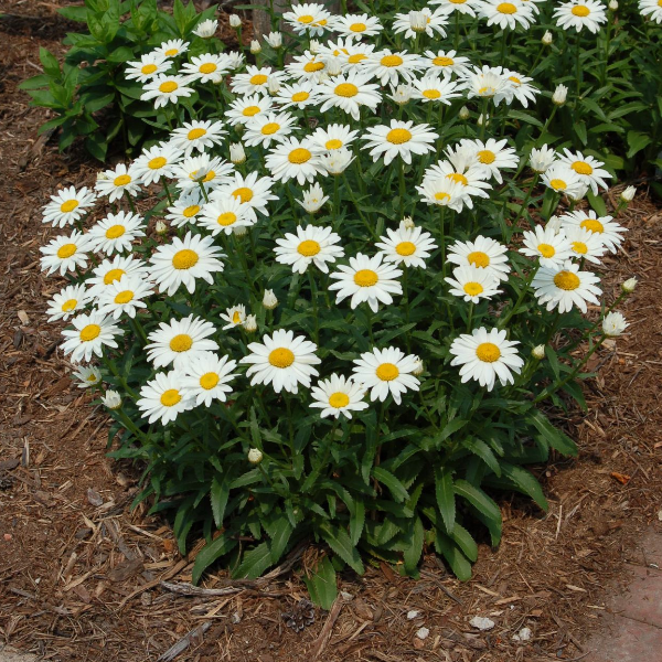 Основное изображение товара