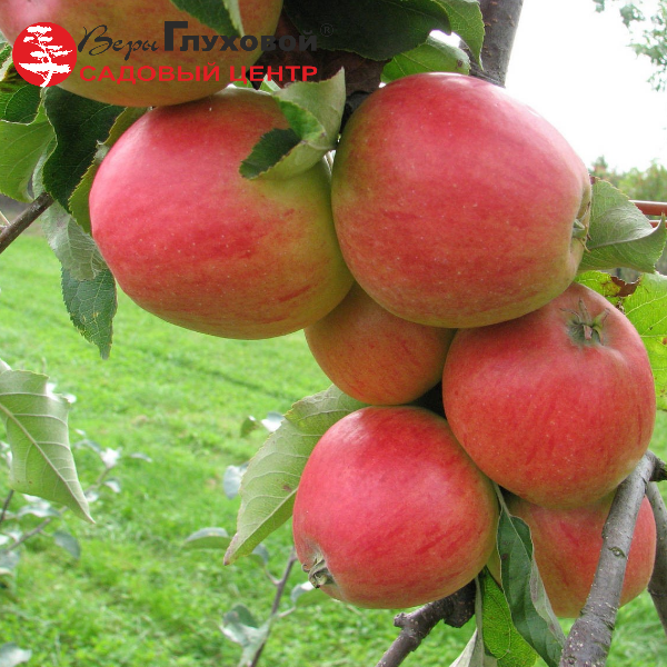 Основное изображение товара