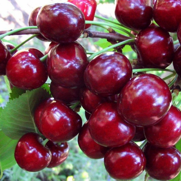 Вишня Жуковская (средний сорт)