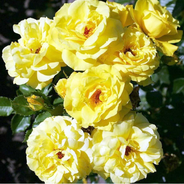 Роза полиантовая Fresia