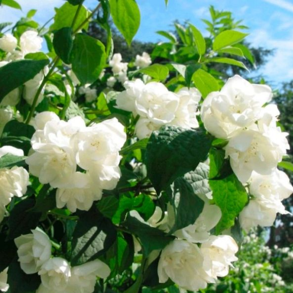 Основное изображение товара