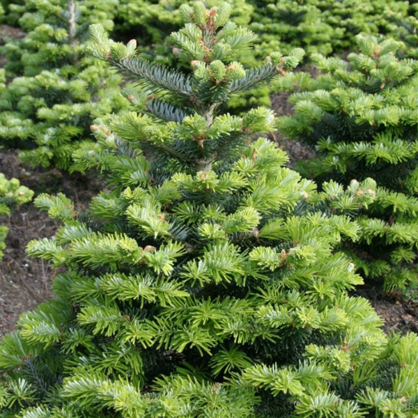 Основное изображение товара