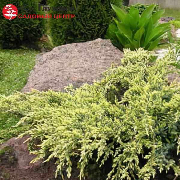 Основное изображение товара