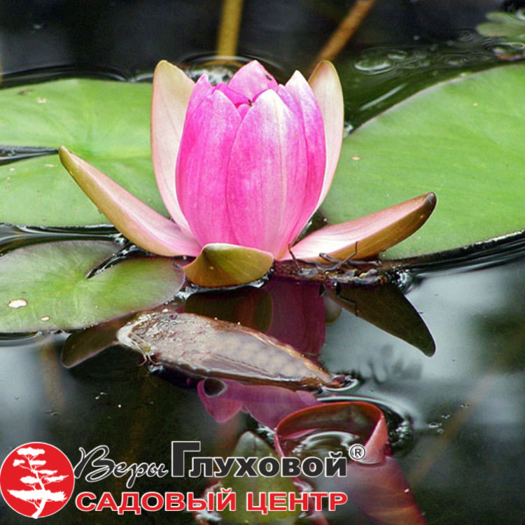 Новое поступление водных растений Новое поступление водных растений