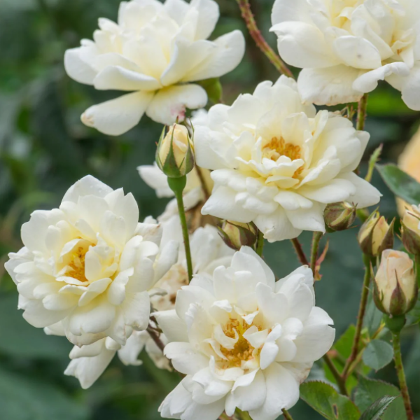 Основное изображение товара