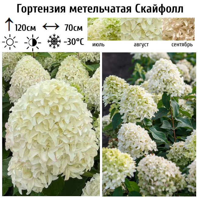 Гортензия метельчатая Скайфолл