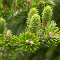 Поступление пихт 2020