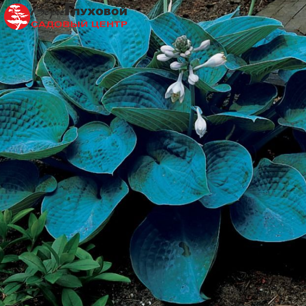 Основное изображение товара