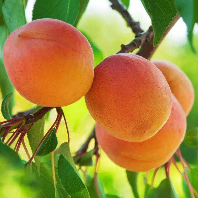 Абрикос Куйбышевский юбилейный