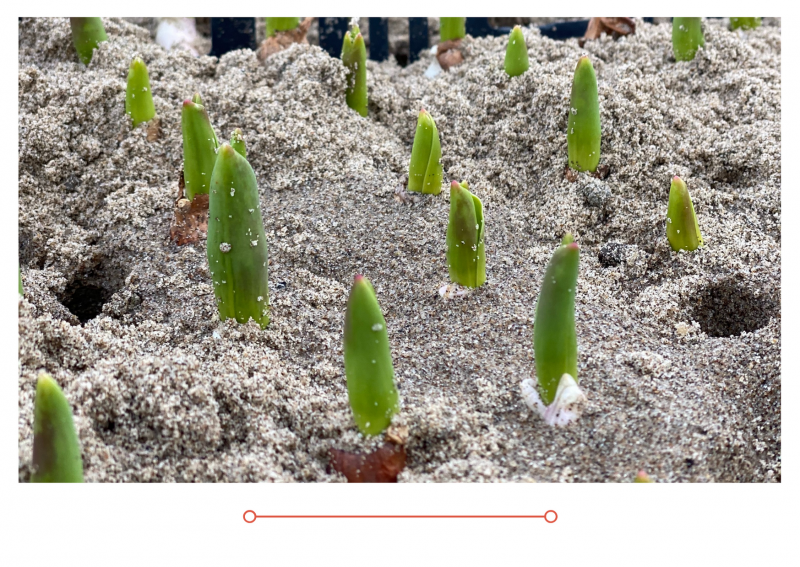 Новый выпуск "Дачные советы" от 21 января 2021 года