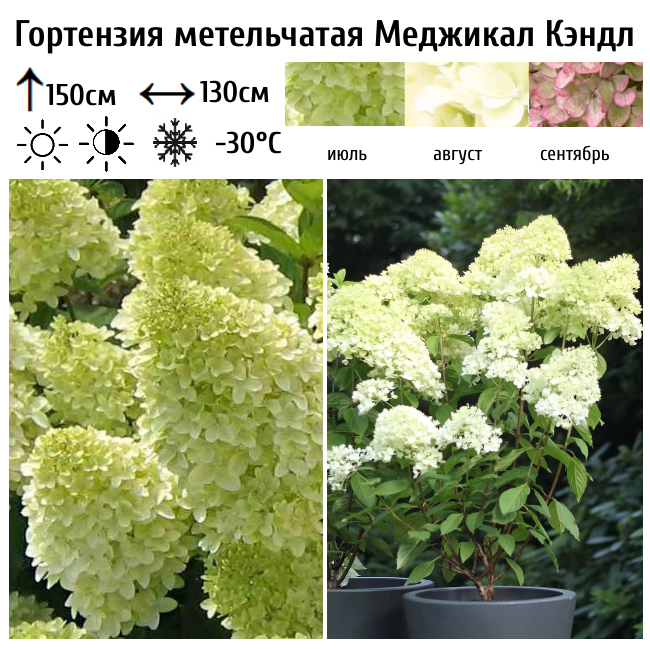 Гортензия метельчатая Меджикал Кендл