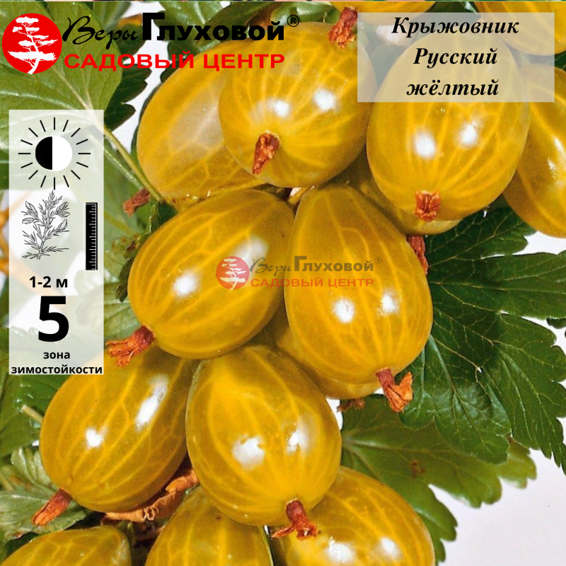 Крыжовник Русский желтый