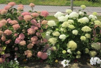 Буйным цветом цветут гортензии Пинк Аннабель и Стронг Аннабель!!!