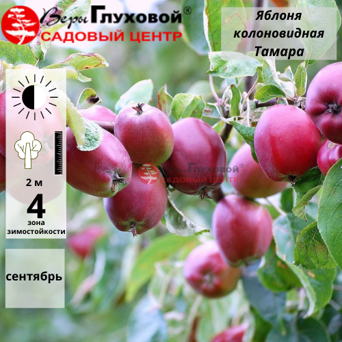 Основное изображение товара