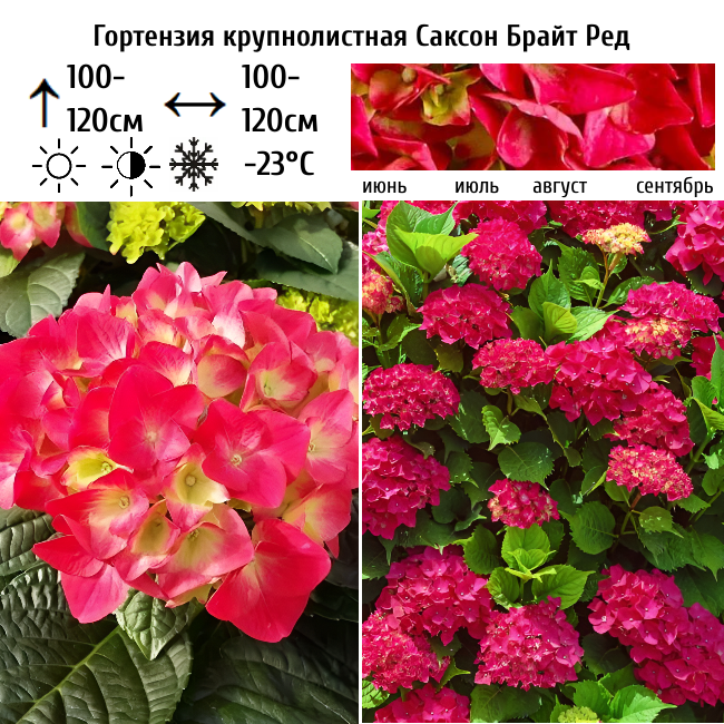 Гортензия крупнолистная Саксон Брайт Рэд