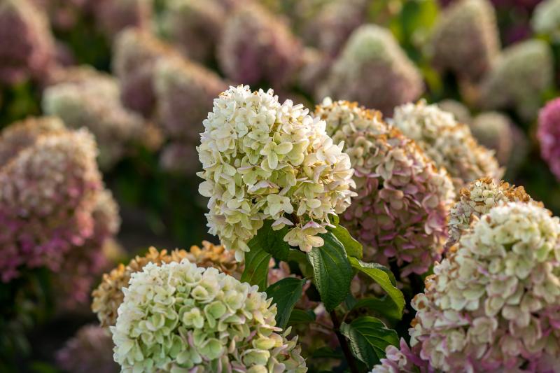 Осталось ШЕСТЬ ДНЕЙ