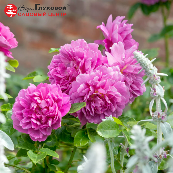 Основное изображение товара