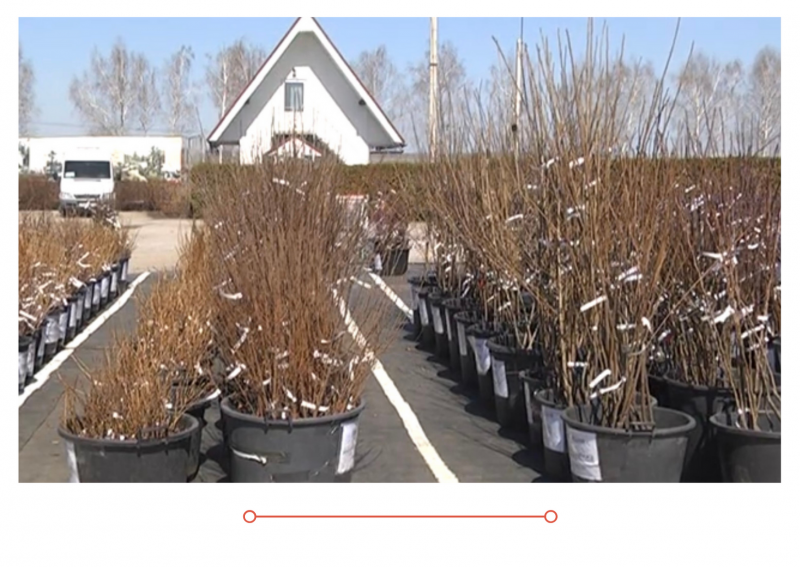 Новый выпуск "Дачные советы" от 15 апреля 2021 года