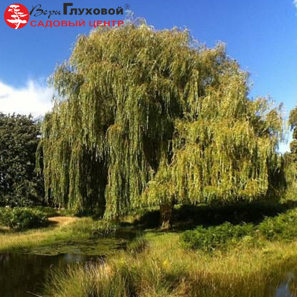 Основное изображение товара