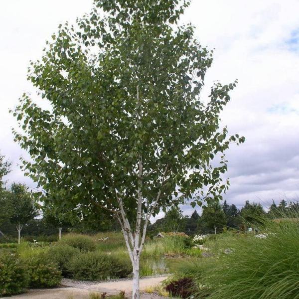 Береза пушистая – Betula pubescens