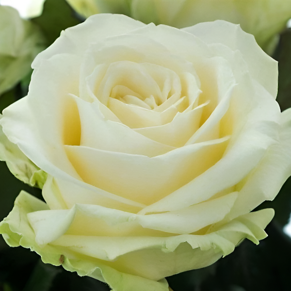 Основное изображение товара