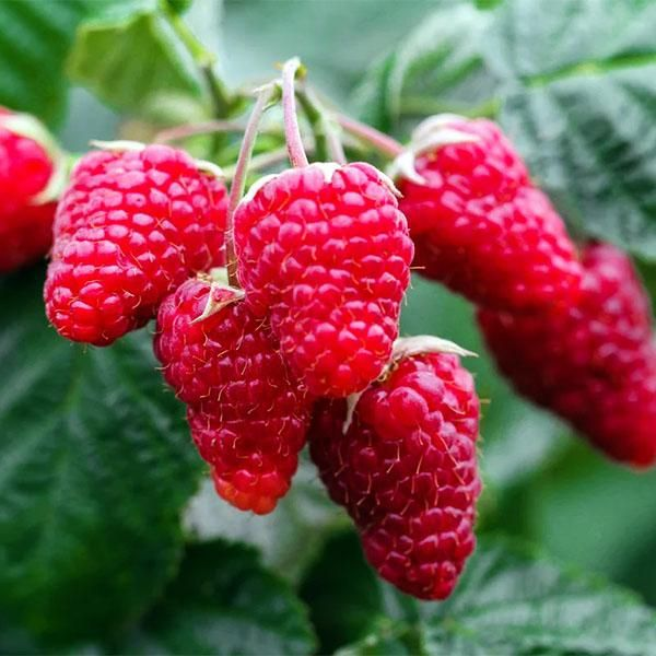 Основное изображение товара