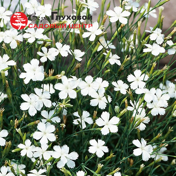 Основное изображение товара