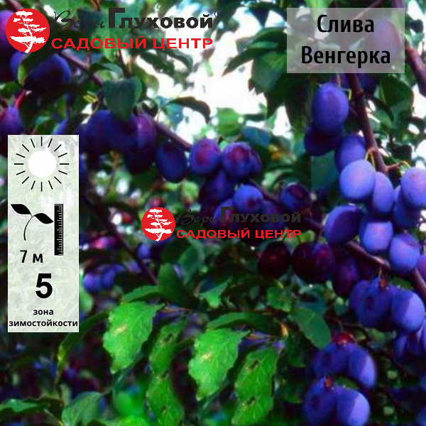 Основное изображение товара