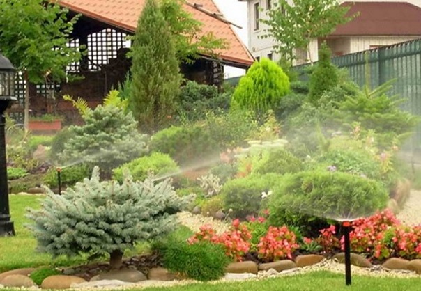 Уход за туей: от полива до зимнего укрытия Уход за туей: от полива до зимнего укрытия