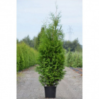 Туя Брабант со скидкой