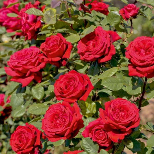 Основное изображение товара