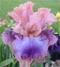 Французские Ирисы премиум-класса