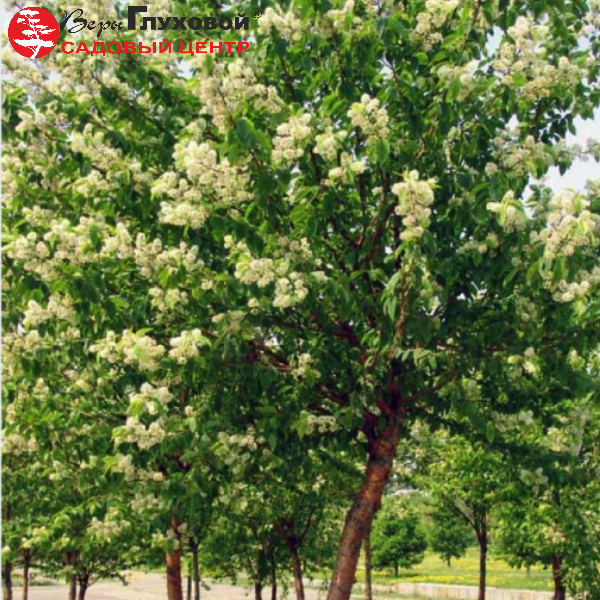 Основное изображение товара