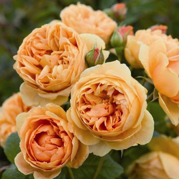 Основное изображение товара