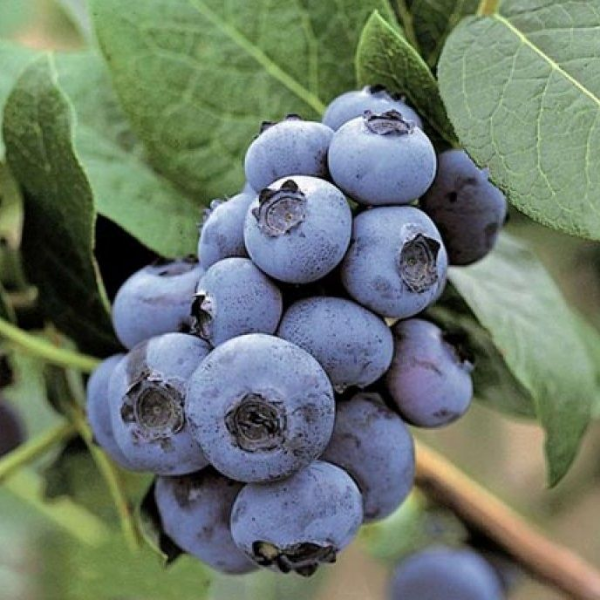 Рисунок 37.jpg