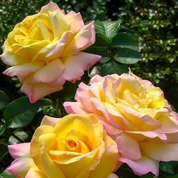 Основное изображение товара