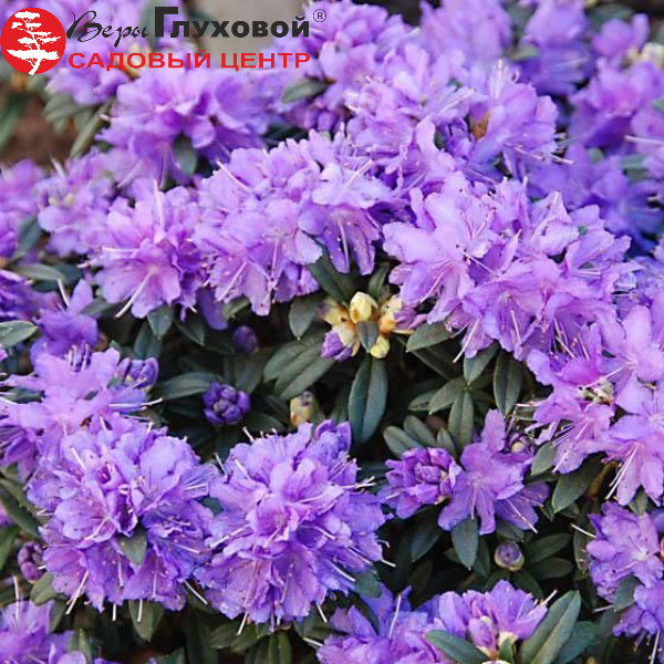 Основное изображение товара