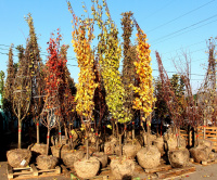 Поступление плодовых крупномеров