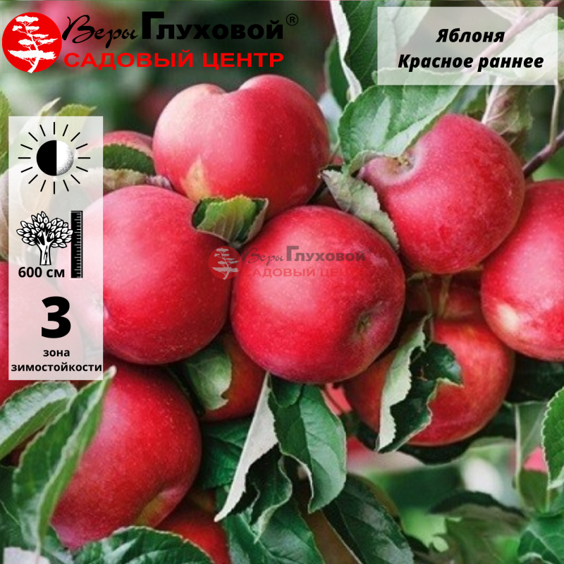 Яблоня Красное раннее